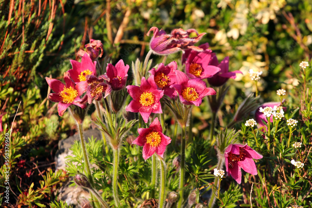 Eastern Pasqueflower, or Pulsatilla patens flowers in a garden