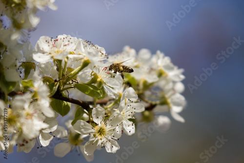 the blossom of fruit trees