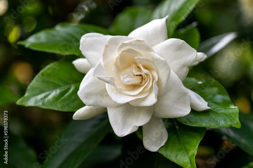 One White gardenia flower