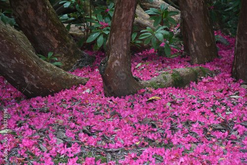 Fallen rhododendron petals in a a park