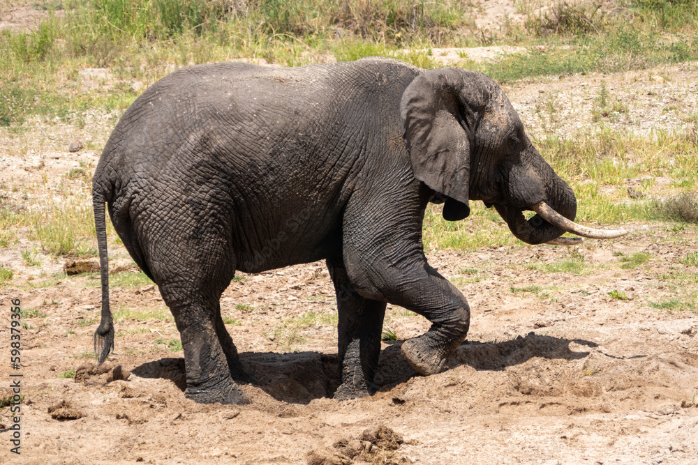 Elephant plays in the dirt in Tarangire National Park Tanzania Elephant plays in the dirt in Tarangire National Park Tanzania