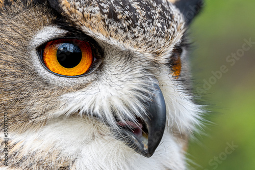 A close up shot of an Eurasian Eagle Owl s face and eyes in a natural woodland setting