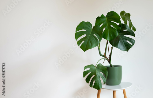 Green plant Monstera Deliciosa on white background. Green plant isolated