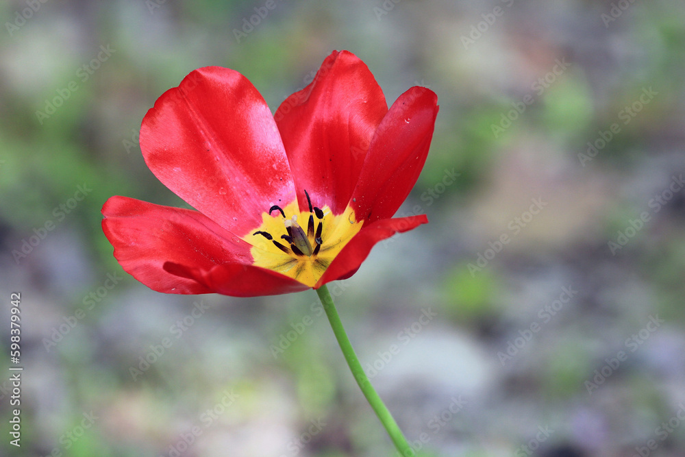 Red tulips on a flower bed in the park in spring on a blurry background
