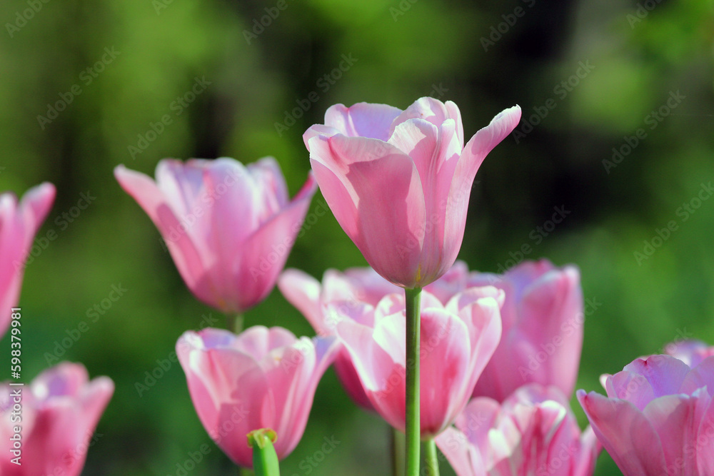 Pink tulips in the park in spring on a blurry background
