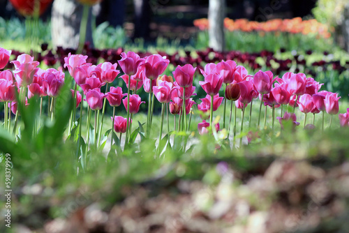 Pink tulips in the park in spring on a blurry background 