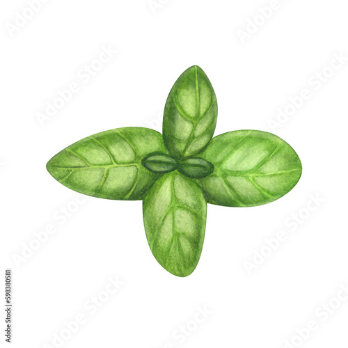 Watercolor fresh basil leaf herb. Hand-drawn illustration isolated on white background. Perfect for menu cafe, restaurant, recipe book, cooking