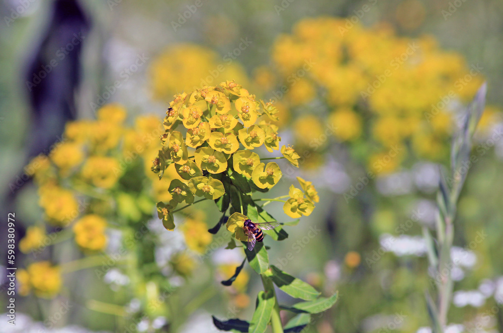 Chrysosplenium alternifolium blooming in a meadow in spring on a blurry background
Chrysosplenium alternifolium blooming in a meadow in spring on a blurry background