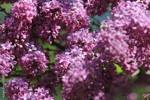 Blooming lilac in the park in spring on a blurry background  