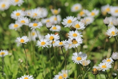 White daisies in the park in spring on a blurry background 