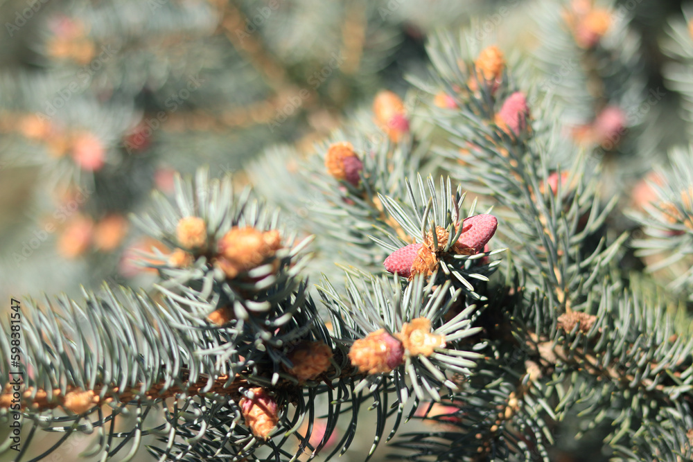 Branch of fir tree with young pink cones close-up on blurred background of the rest branches of tree. Pink cones close-up on a coniferous plant Branch of fir tree with young pink cones close-up on blurred background of the rest branches of tree. Pink cones close-up on a coniferous plant