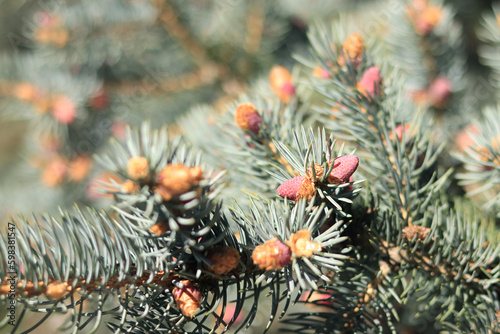 Branch of fir tree with young pink cones close-up on blurred background of the rest branches of tree. Pink cones close-up on a coniferous plant