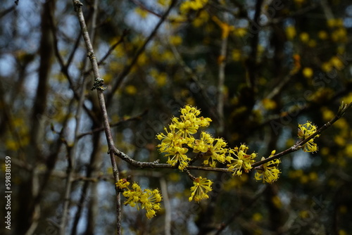 Yellow bright dogwood flowers on the bare branch