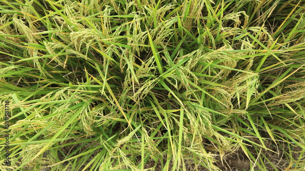 Rice field. Closeup of yellow paddy rice field with green leaf and Sunlight in the morning time.