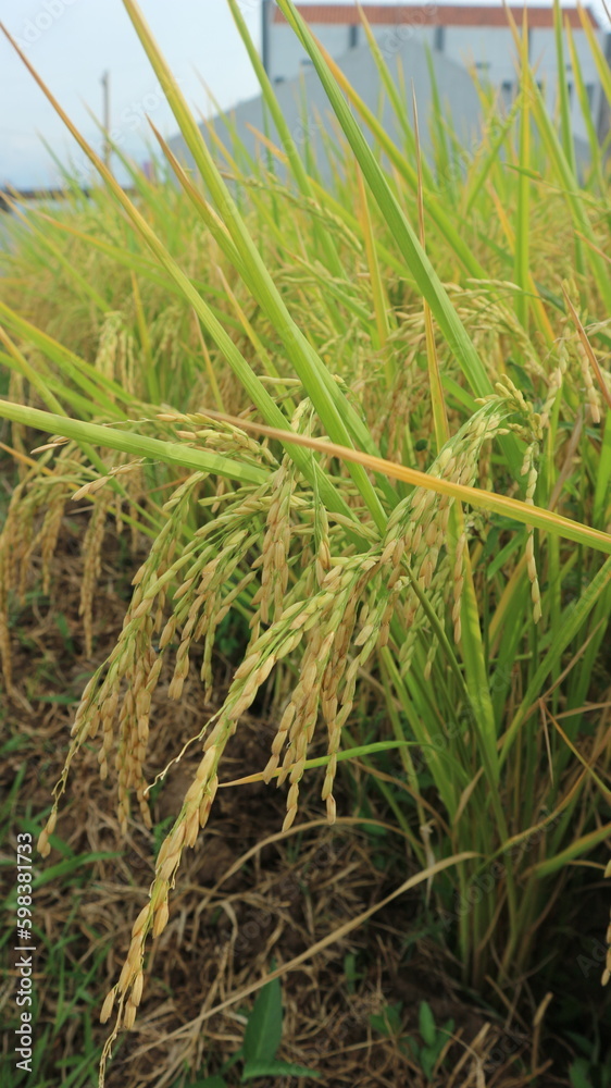 Fototapeta premium Rice field. Closeup of yellow paddy rice field with green leaf and Sunlight in the morning time.