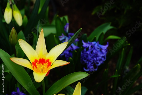 Bright yellow tulip with red center and blue blurred giacinto on the background