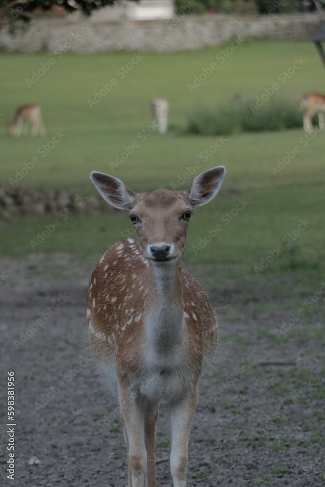 Deer in a grass field in small petting zoo in a park Deer in a grass field in small petting zoo in a park