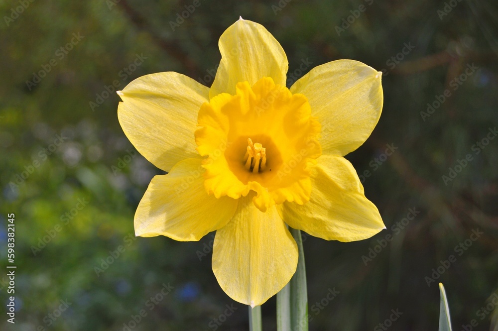 Flowers in the garden under spring as the background