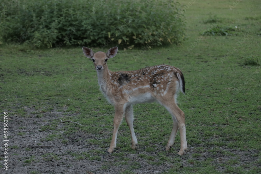 Deer in a grass field in small petting zoo in a park Deer in a grass field in small petting zoo in a park