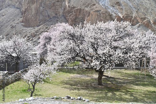 Beautiful Scenery of Pink Apricot Trees in Blossom in Northern Pakistan photo