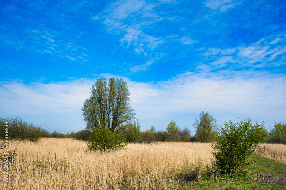 Spring landscape with willows and reed beds in the marshes of National Park Lauwersmeer, in the north of the Netherlands. 
