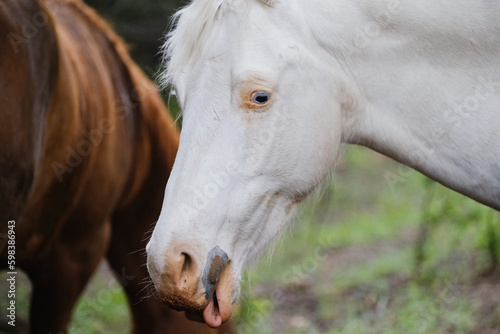 Young white horse rolling tongue closeup from Texas farm field.