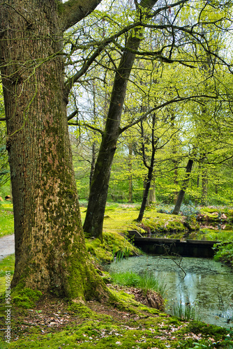 Oak trees with fresh spring leaves and peaceful pond in park Vijversburg  Tietjerk  Friesland  the Netherlands 