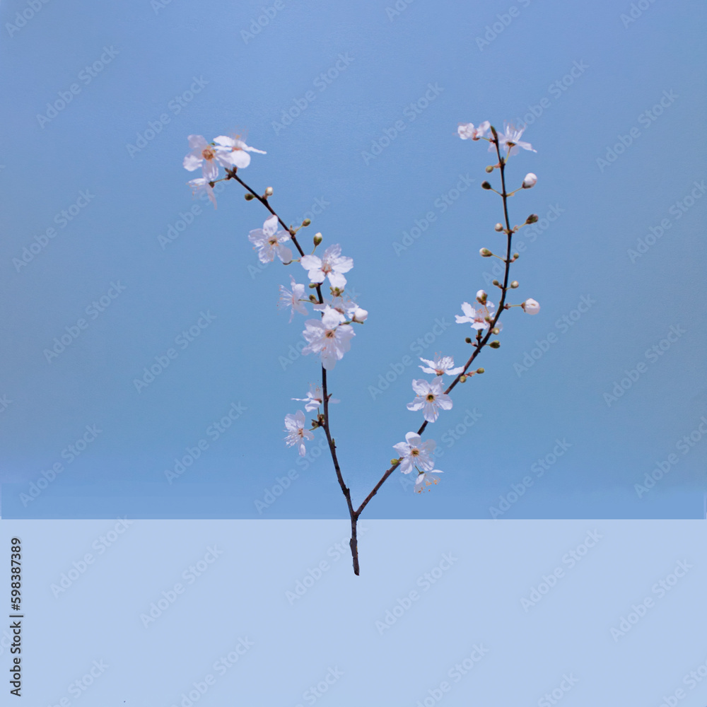 Bloomed white fragrant small flowers on twigs on a blue background. Bloomed white fragrant small flowers on twigs on a blue background.