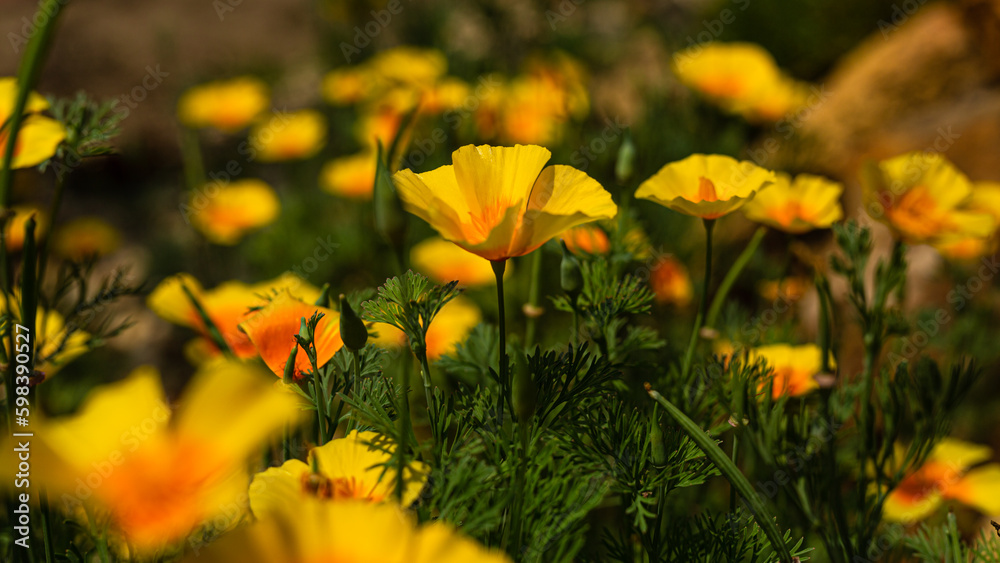 Yellow poppies in a bokeh field