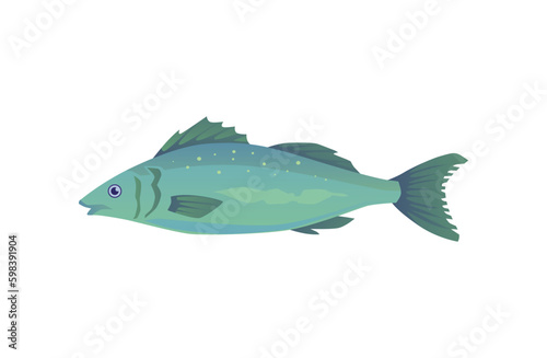 Sea bass marine fish flat cartoon vector illustration isolated on background.
