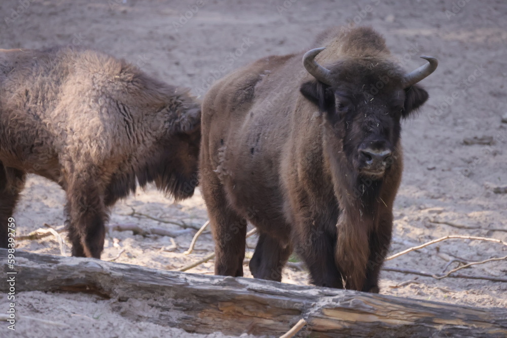 Fototapeta premium Domestic oxen stand in the pen