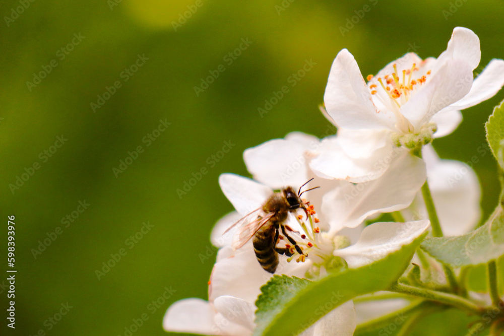 bee close-up on a flowering tree bee close-up on a flowering tree