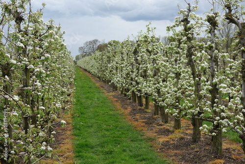 Obstplantagen bei Tönisvorst