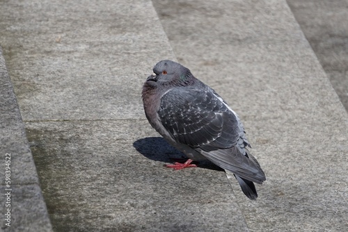 Gołąb odpoczywający na marmurowych schodach. Ptak stojący na schodach w parku