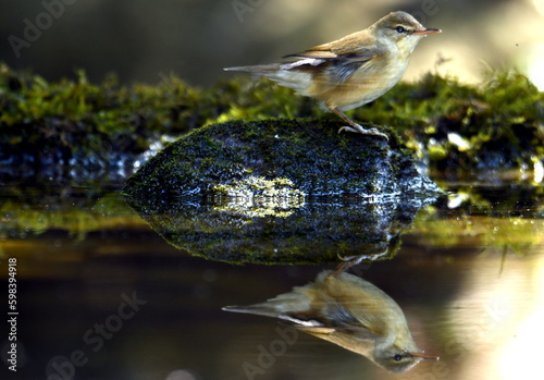 a bird