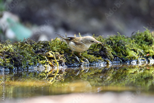 bird in the swamp
