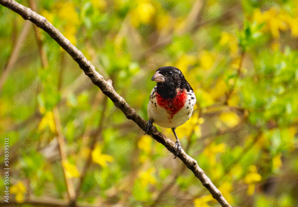 young-adult-male-rose-breasted-grosbeak-with-black-spots-on-breast-and