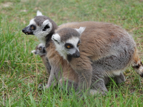 family of beautiful lemurs walking