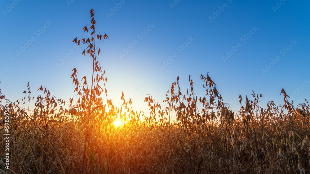 Fototapeta premium Oats field at sunrise. Sunny summer morning.