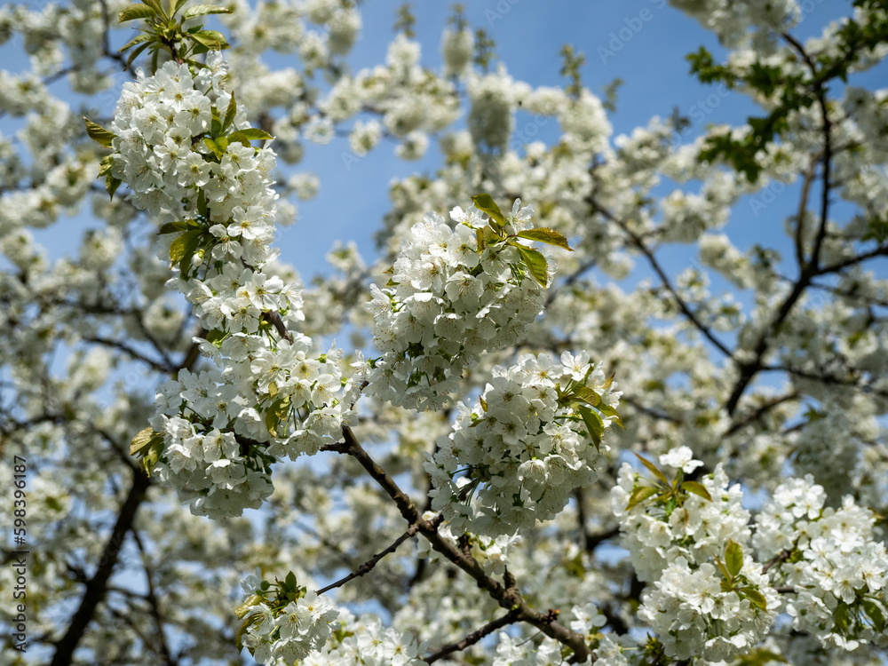 Blossoming branch of an apple tree. Apple tree. Apple tree flowers.