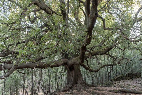 The big oak called Ilice di Carrinu located on volcano Etna photo