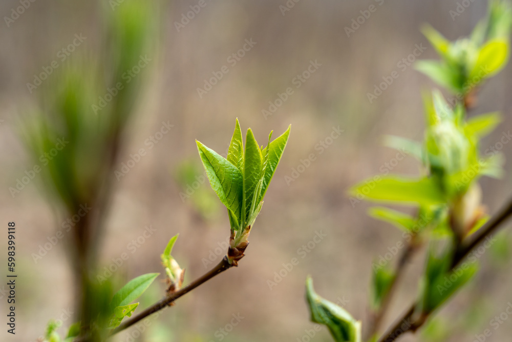 Green spring leaves, fresh buds on twigs in springtime beginning Green spring leaves, fresh buds on twigs in springtime beginning