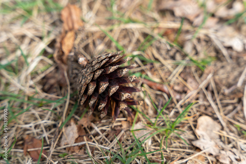 Single dry pine cone on the ground