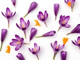 Purple crocus flowers isolated on white background. Flat lay, top view