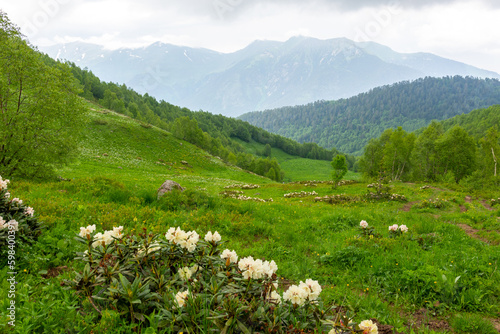 rhododendron flowers in the caucasus mountains