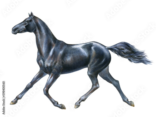Watercolor illustration of running black Akhal-Teke horse