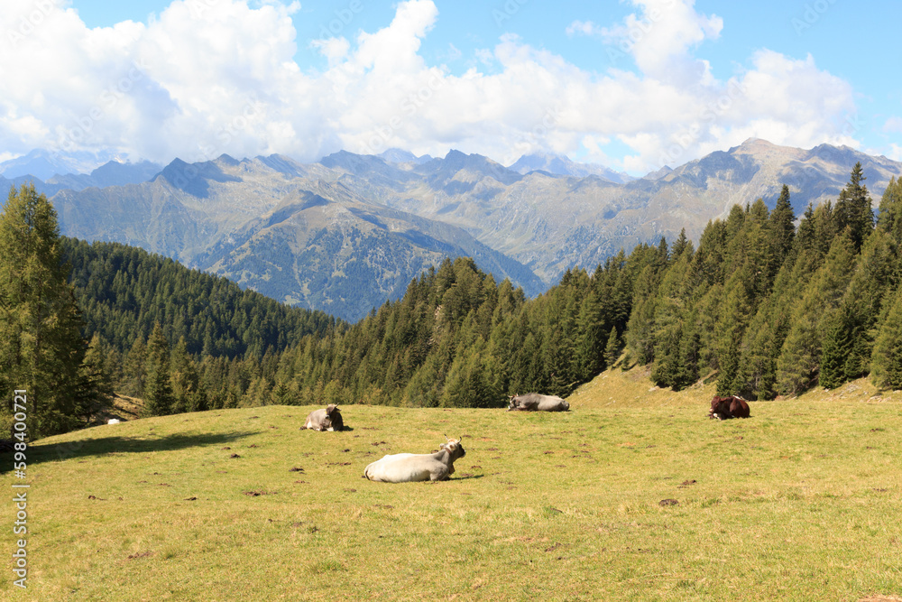 Mountain panorama view and cows seen from mountain Hirzer in Saltaus, South Tyrol, Italy