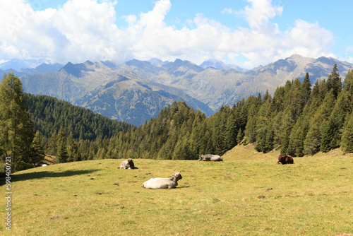 Mountain panorama view and cows seen from mountain Hirzer in Saltaus, South Tyrol, Italy