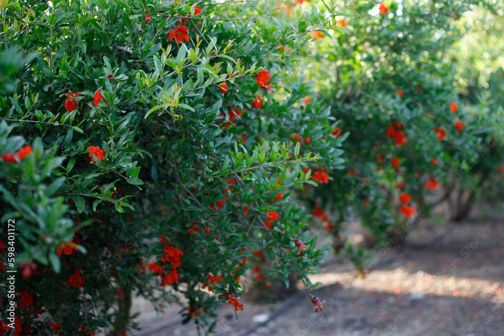 Pomegranate blossoming tree in the garden.. Sunset light. Selective focus