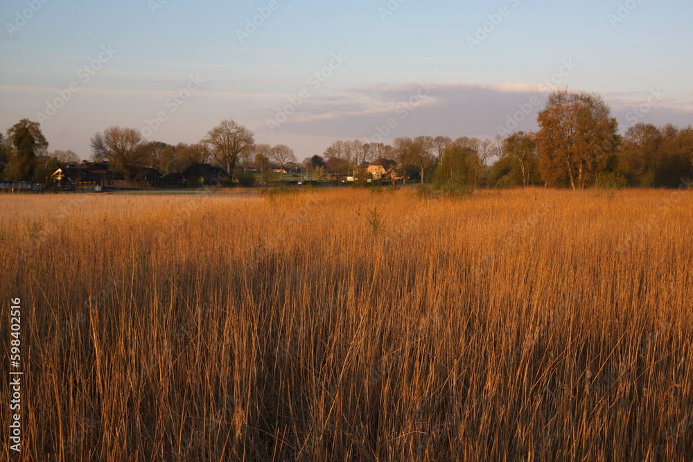 Riet in Overijssel